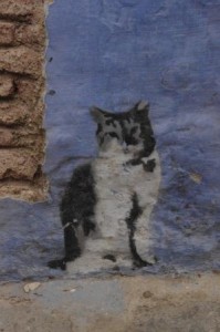 Banksie cat