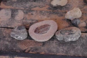 Exposed fossils