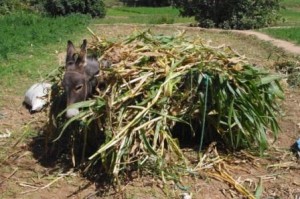 Donkey with dinner on boack