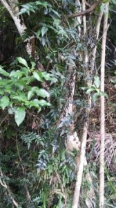 Jasmine climbing up native tree
