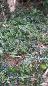 Jasmine creeping on forest floor