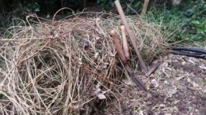 Rolled up mat of Jasmine roots with tools