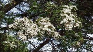 Kanuka trees in flower