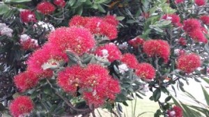 Pohutokawa in flower