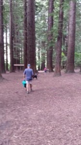 Redwood grove, scattering the dog