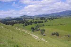 Mustering sheep at Wakarara