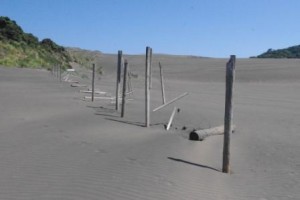 Bethells sand dune