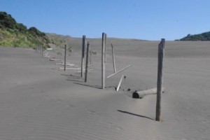 Bethells sand dune