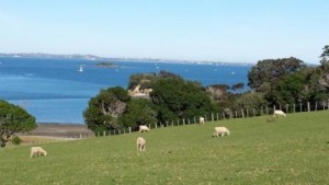 Church Bay Sheep grazing