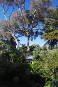 Bay Road Eucalyptus tree