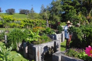 Gordon's Road Vege beds