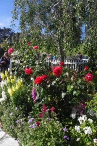 Gordon's Road Roses