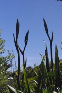 McKenzie Reserve Flax flower heads