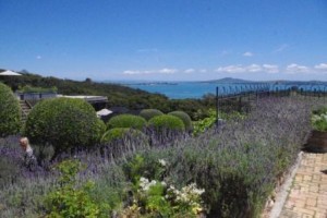 Mudbrick Restaurant.Lavender view of Rangitoto Volcano