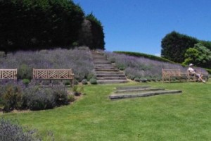 Mudbrick lavender