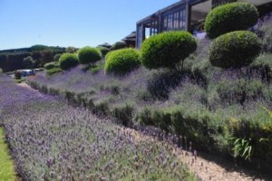 Mudbrick Lavender