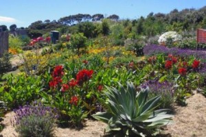 Uma Rapiti herbaceous border