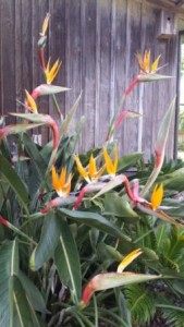 Bird of Paradise Valley Road