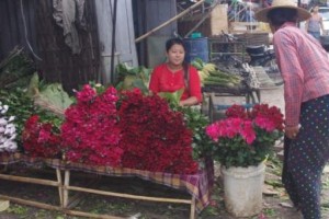 Amazing they can grow roses here