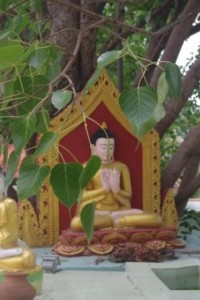 Ananda Buddha and Bodhi tree