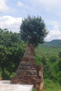 Thriving tree - crumbling stupa