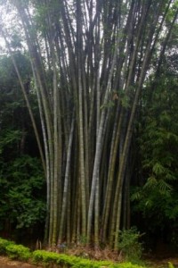 Giant Bamboo