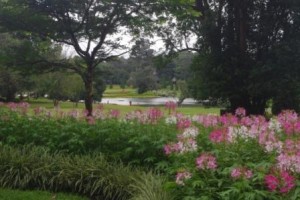 Kandawgyi Gardens