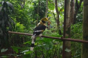 Exotic caged bird
