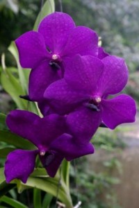Orchids