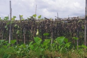 Hydroponic squash