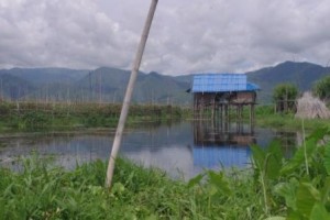 Hydroponic farm