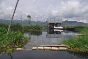 Hydroponic Farm