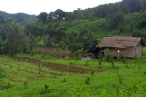Fields and shack Kalaw
