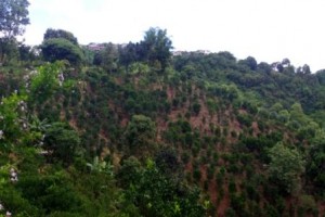 A hillside of Orange trees