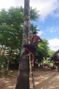 Climbing the Palm