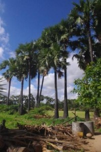 Palm tree line the fields