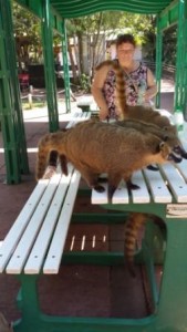 Coati Table Take-over