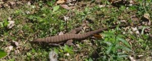 Iguazu Falls Brazil Lizard