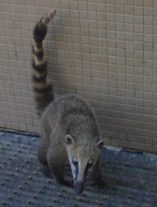 Coati