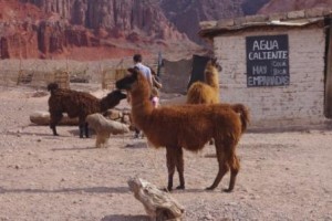 Road to Cafayate Llamas