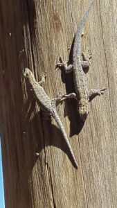 African Skinks